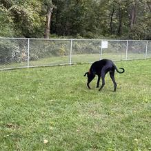 River Road Dog Park